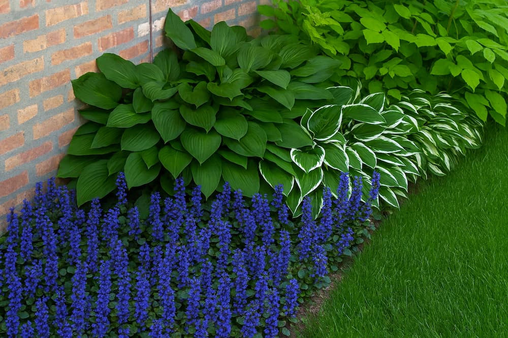 Рослини, які ростуть у тіні